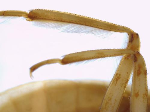 Giant Water Bug